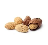 Fresh bitter kola exported from Nigeria for health and herbal uses