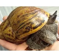Nigerian frozen snails exported with cold-chain shipping to global buyers