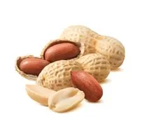 Nigerian groundnuts exported worldwide for snacks, oil, and food processing