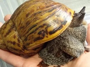 order snail from nigeria to uk us canada