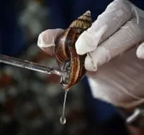 Processed snail slime for international cosmetics, pharmaceuticals, and skincare markets